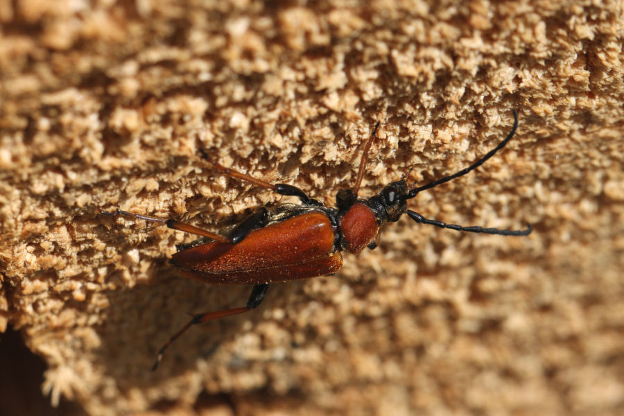 Cerambicide svizzero: Stictoleptura rubra femmina